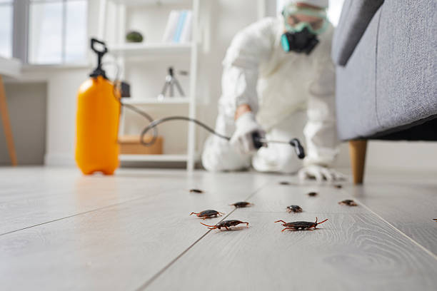 Post-Treatment Bed Bug Interceptor Monitoring in Eastlawn Gardens